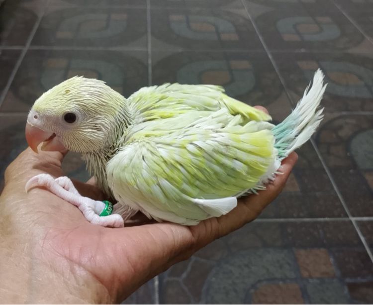 เเก้ว ลูกป้อนริงเน็ตพาสเทลบลูเลสวิงไอโน่