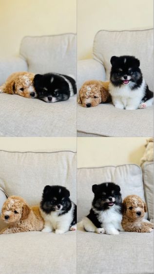 ว่างพุดเดิ้ลค่ะ รูปที่ 5