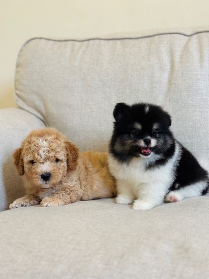 ว่างพุดเดิ้ลค่ะ รูปที่ 2