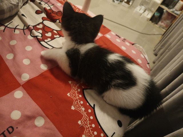 สก็อตติช หญิง ลายวัว 🏡😻🏠🎉 รูปที่ 6