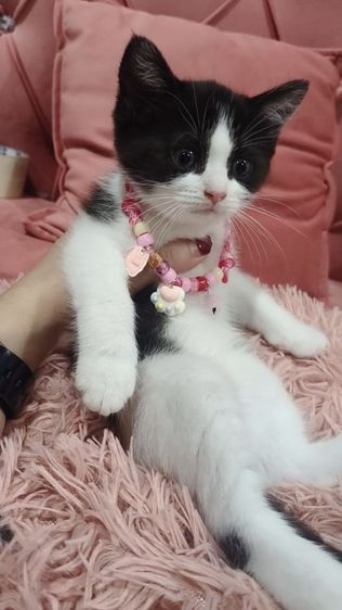 สก็อตติช หญิง ลายวัว 🏡😻🏠🎉 รูปที่ 3