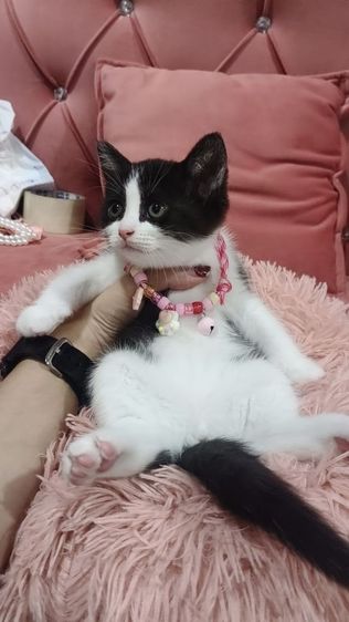 สก็อตติช หญิง ลายวัว 🏡😻🏠🎉 รูปที่ 4