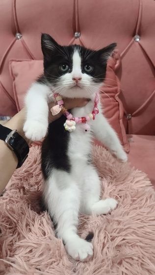 สก็อตติช หญิง ลายวัว 🏡😻🏠🎉 รูปที่ 2