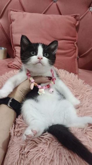 สก็อตติช หญิง ลายวัว 🏡😻🏠🎉