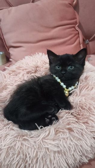 สก็อตติช เด็กชาย สีดำ🏡😻 ตาเหลือง อ้วนๆ