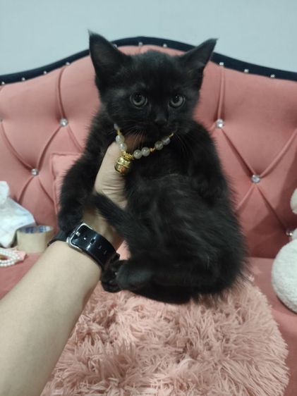 สก็อตติช  เด็กชาย สีดำ🏡😻 ตาเหลือง อ้วนๆ รูปที่ 8