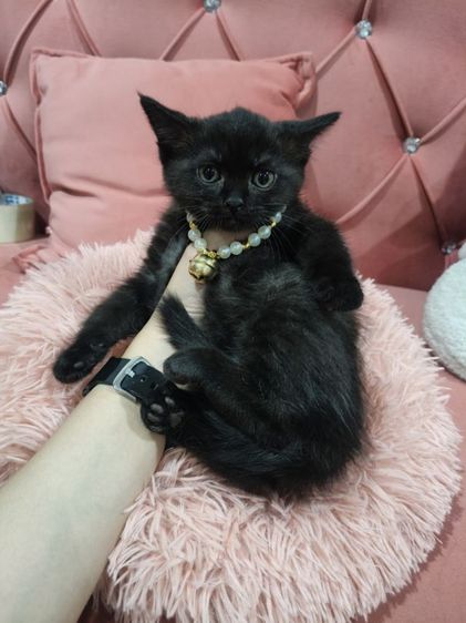 สก็อตติช  เด็กชาย สีดำ🏡😻 ตาเหลือง อ้วนๆ รูปที่ 4