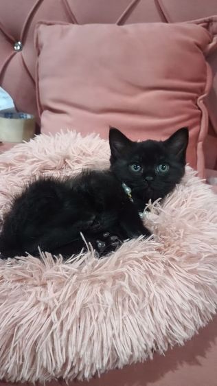 สก็อตติช  เด็กชาย สีดำ🏡😻 ตาเหลือง อ้วนๆ รูปที่ 3