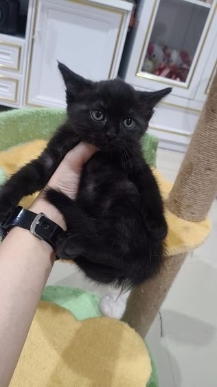 สก็อตติช  เด็กชาย สีดำ🏡😻 ตาเหลือง อ้วนๆ รูปที่ 2