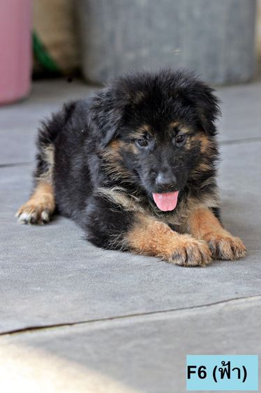 ลูกสุนัขพันธุ์ใหญ่ เยอรมันเชพเพิร์ด สุนัขตำรจ k9 พันธุ์แท้ ลูกหมาสวยๆ รูปที่ 9