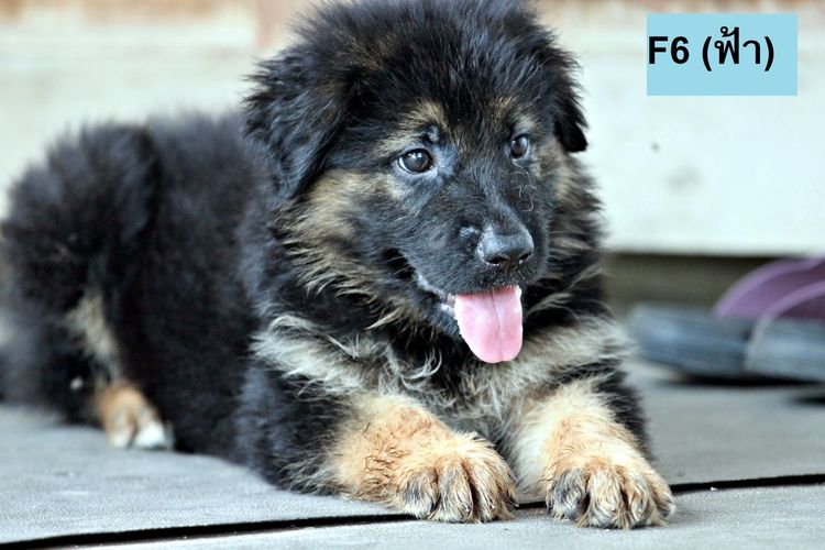 ลูกสุนัขพันธุ์ใหญ่ เยอรมันเชพเพิร์ด สุนัขตำรจ k9 พันธุ์แท้ ลูกหมาสวยๆ รูปที่ 12