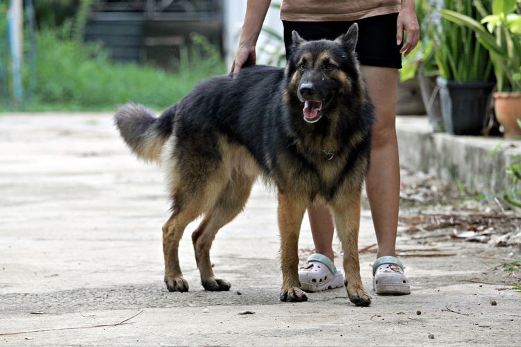 ลูกสุนัขพันธุ์ใหญ่ เยอรมันเชพเพิร์ด สุนัขตำรจ k9 พันธุ์แท้ ลูกหมาสวยๆ รูปที่ 15