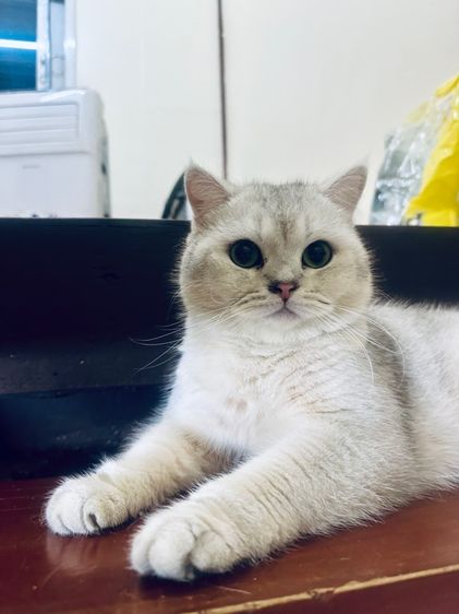 แมวบริติช ลดประชากรพ่อพันธุ์