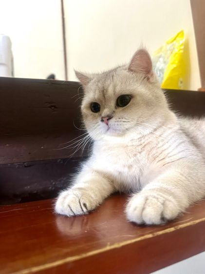 แมวบริติช ลดประชากรพ่อพันธุ์ รูปที่ 4