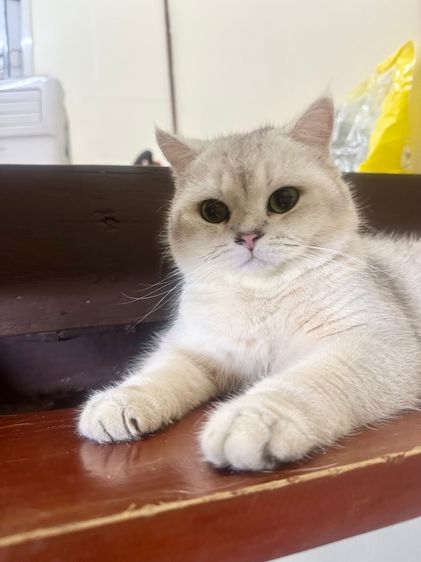 แมวบริติช ลดประชากรพ่อพันธุ์ รูปที่ 3