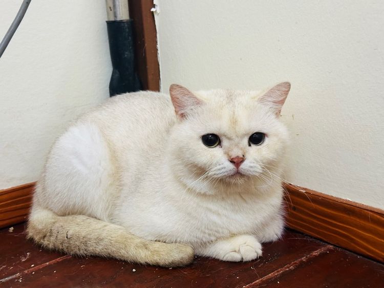 แมวบริติช