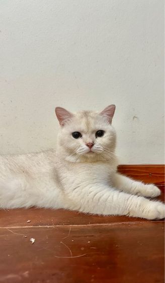แมวบริติช รูปที่ 2