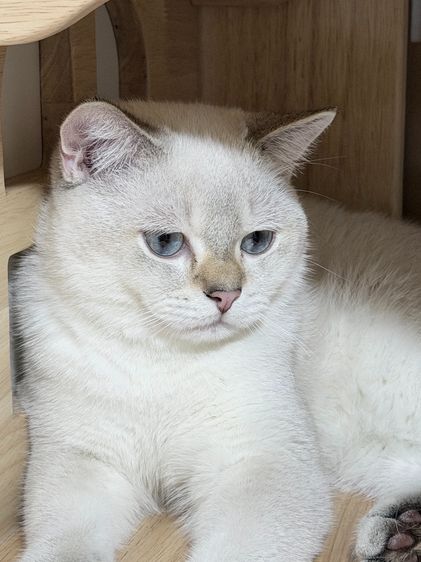 British Shorthair male รูปที่ 3