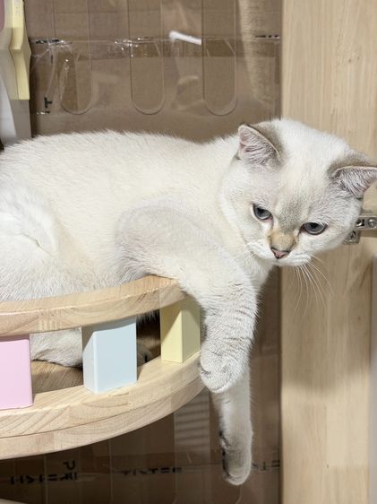 British Shorthair male รูปที่ 6