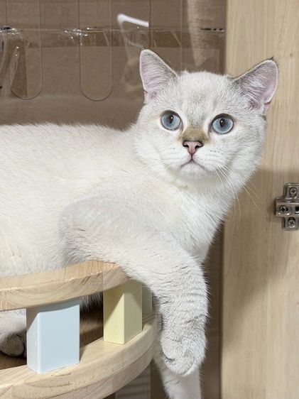 British Shorthair male รูปที่ 5