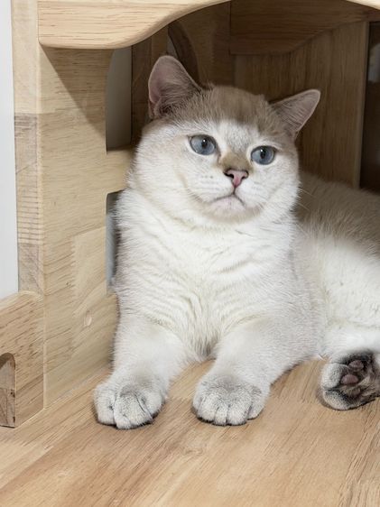 British Shorthair male รูปที่ 2