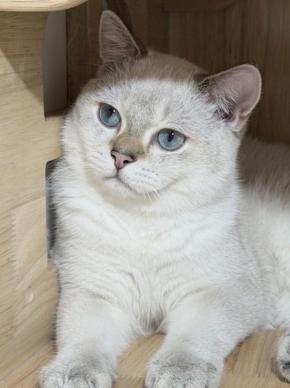 British Shorthair male รูปที่ 4