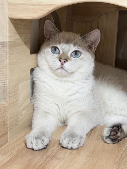 British Shorthair male