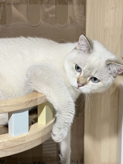 British Shorthair male รูปที่ 7