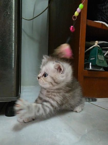 มัชกิ้นขายาว รูปที่ 3