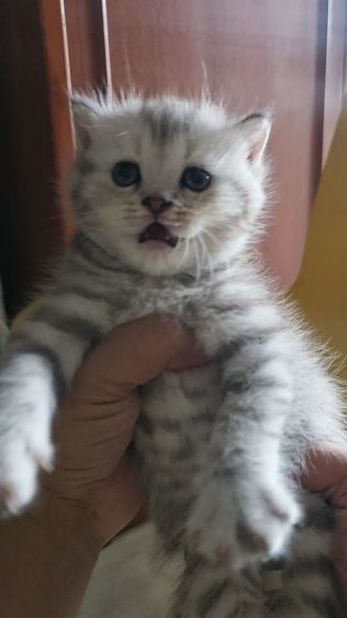 มัชกิ้นขายาว รูปที่ 2