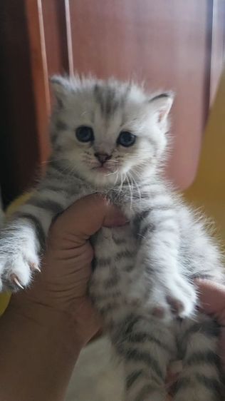 มัชกิ้นขายาว รูปที่ 5