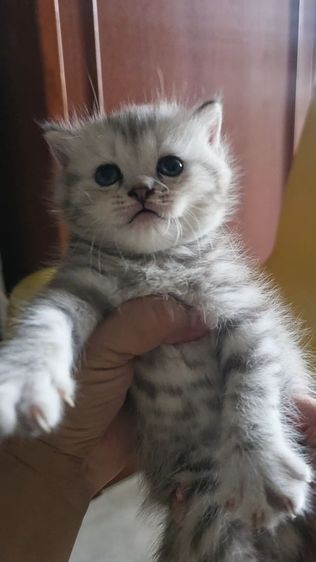 มัชกิ้นขายาว