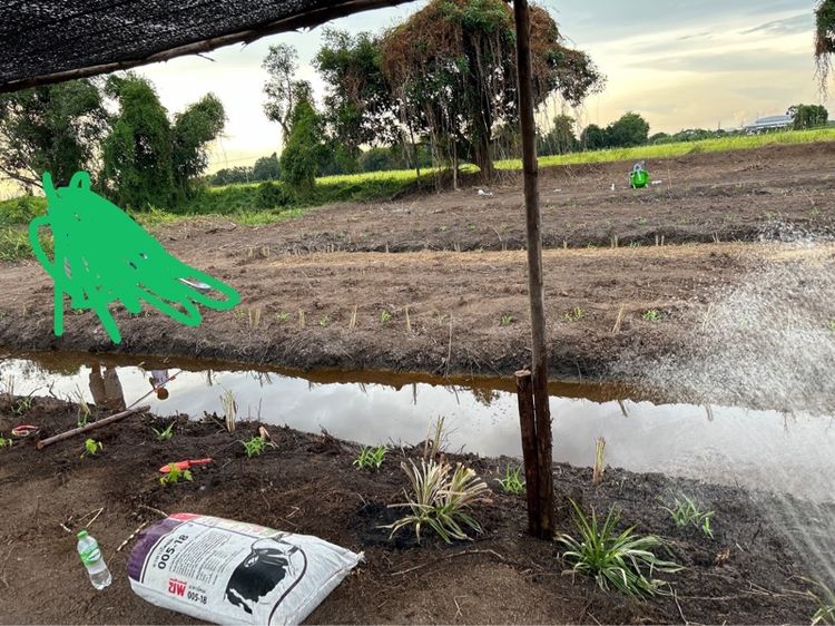 ที่สวยทำเลดี เหมาะกับการทำบ้านสวน บ้านพักตากอากาศ โกดังเก็บสินค้า  รูปที่ 3