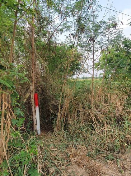 ขายที่ดิน1ไร่ คลอง13ปทุมธานี