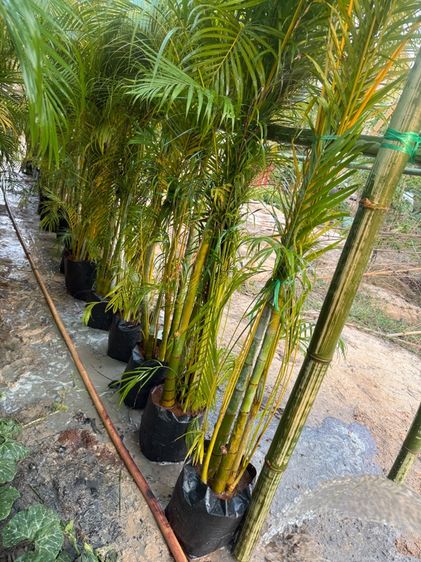 ต้นหมากเหลืองกอใหญ่100 รูปที่ 2