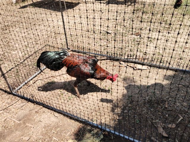 ไก่ชนพม่า รูปที่ 8