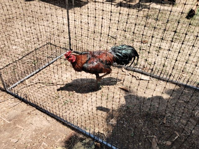 ไก่ชนพม่า รูปที่ 6