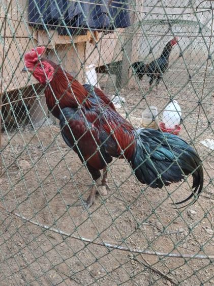 ไก่ชนพม่า รูปที่ 2