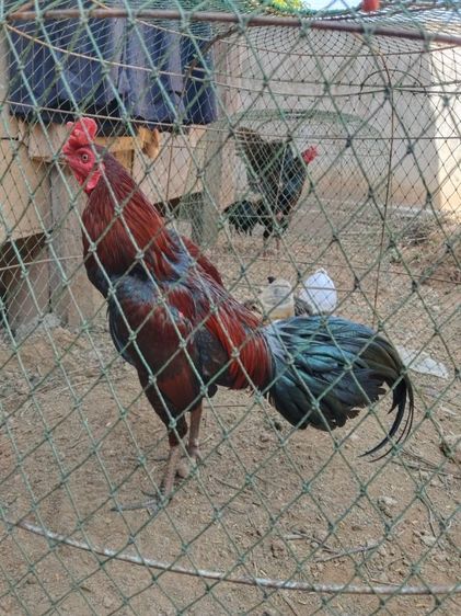 ไก่ชนพม่า รูปที่ 3