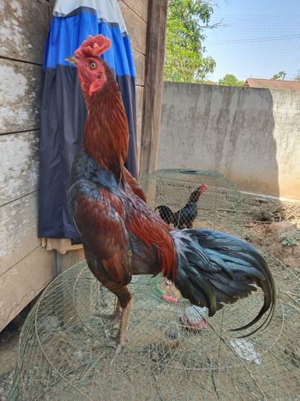 ไก่ชนพม่า รูปที่ 4