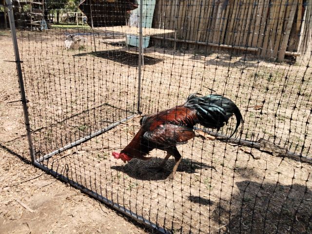 ไก่ชนพม่า รูปที่ 5