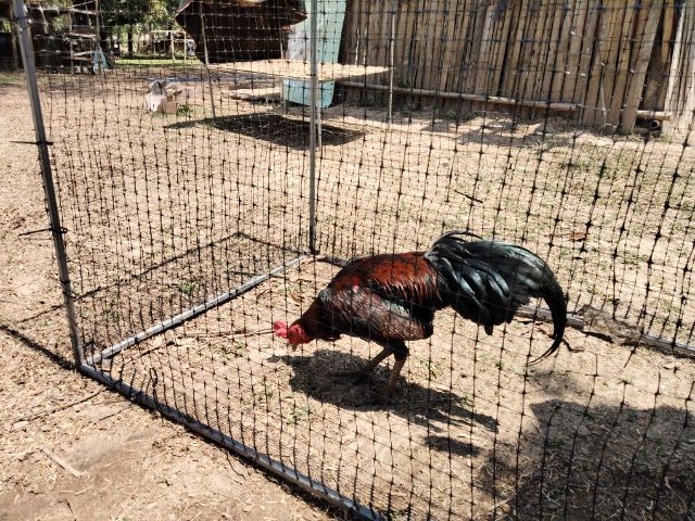 ไก่ชนพม่า รูปที่ 7