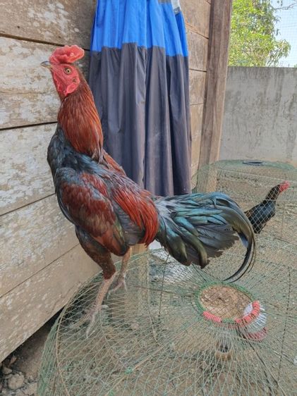 ไก่ชนพม่า