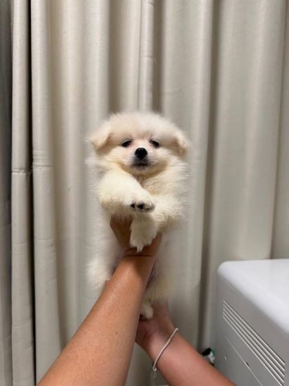ปอมเมอเรเนียน (Pomeranian) เล็ก ปอมเมอเรเนียน