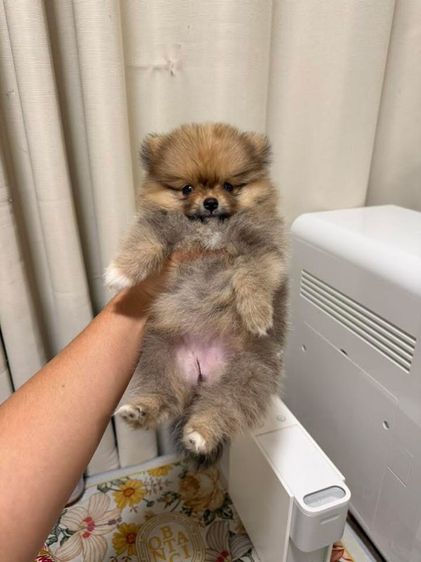 ปอมเมอเรเนียน (Pomeranian) เล็ก ปอมแท้ เด็กหญิง