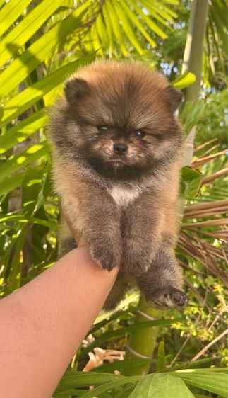 ปอมแท้ รูปที่ 4