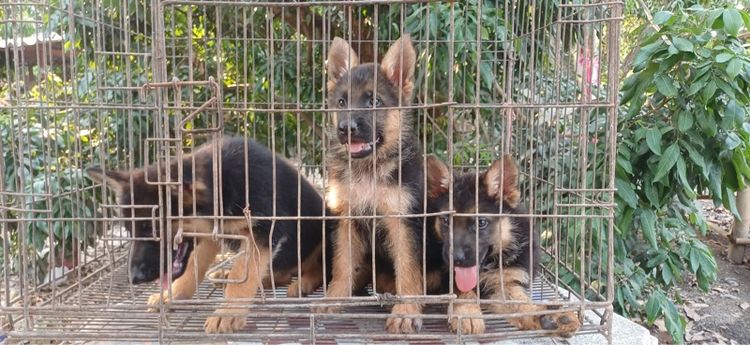 เยอรมันเชพเพิร์ด (German Shepherd) ใหญ่ สุนัขเยอรมันเขฟเพอดสายพันธุ์แท้ขนสั้น