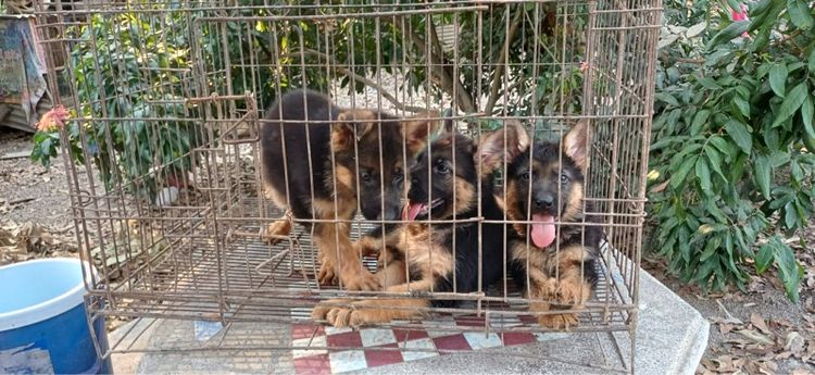 สุนัขเยอรมันเขฟเพอดสายพันธุ์แท้ขนสั้น รูปที่ 2