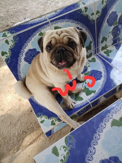 ปั๊ก (Pug) เล็ก ขายลูกสุนัขพันธุ์ปั๊ก