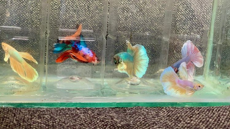 ปลากัด รูปที่ 2